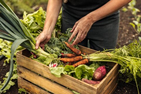 harvesting vegetables